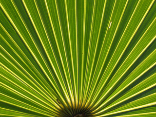 Palm frond in the Florida woods