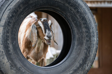 A goofy goat looking through a tire
