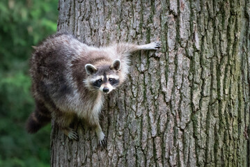 A raccoon on a tree