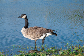 Canadian Goose by the water
