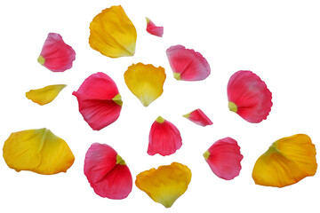 Set of colorful petals of poppy flower. Yellow and red petals collection for floral design.