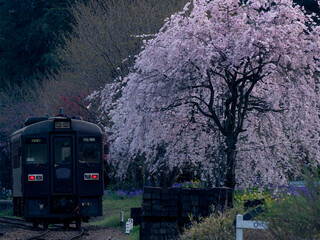 桜が咲く夕暮れの田舎の駅　日本の鉄道