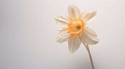 Daffodil captured in the soft glow of muted grey, radiating warmth