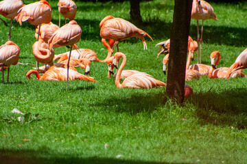 group of flamingos sunbathing, while others sleep