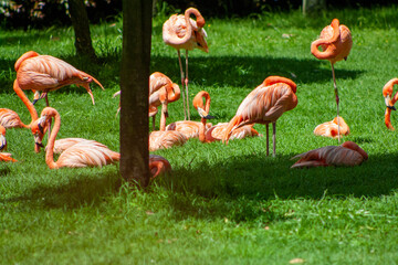 group of flamingos sunbathing, while others sleep