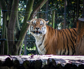 tiger about to roar while staring in a landscape surrounded by trees