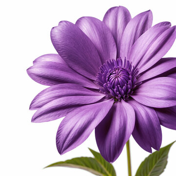 A vibrant purple flower with green leaves sits against a white background. ai generative