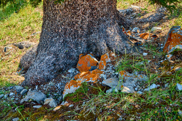 Obraz premium Lake Louise, Banff, Canada