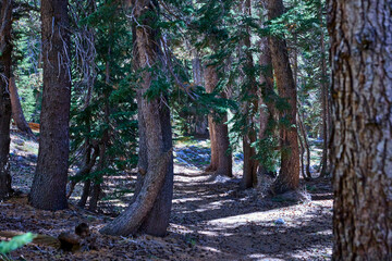 Lake Luise, Yosemite