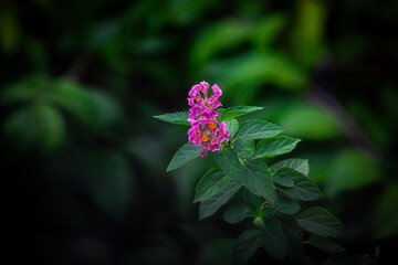 Selective focus, chicken droppings flower or saliara with the scientific name Lantana camara, a type of flowering plant from the Verbenaceae family originating from tropical regions in Central America