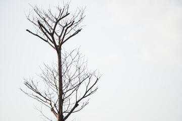 Dead tree, dry leaves dead branch with clear sky background. Drought conditions, Global warming, el nino, la nina and Climate Change concept. Empty blank copy text space.