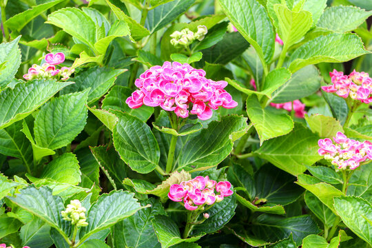 A healthy Hydrangea macrophylla deciduous shrub plant (otherwise known as bigleaf or mophead) blooming with purple pink flowers during spring and summer