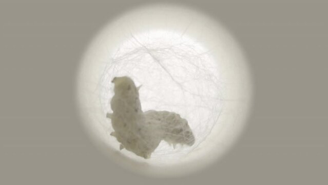 Time lapse silkworm 03 : x24 high-speed , Time lapse of silkworm making cocoon.