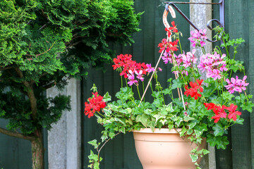 Close up of a basket of pretty Ivy Geranium perennial plant (otherwise known as Pelargonium peltatum) blooming with red, pink and purple flowers, hanging against wooden fence
