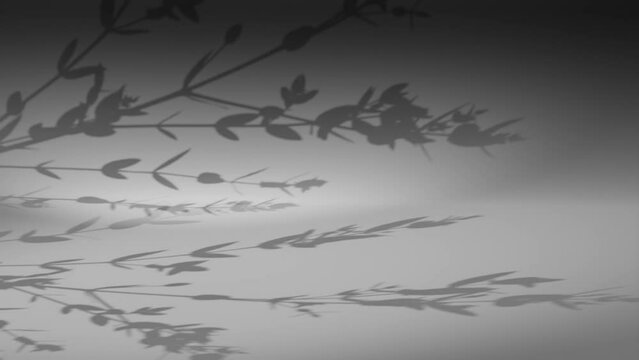 Plant leaf shadow on dark grey corner wall  gently move from breeze wind rendering animation 