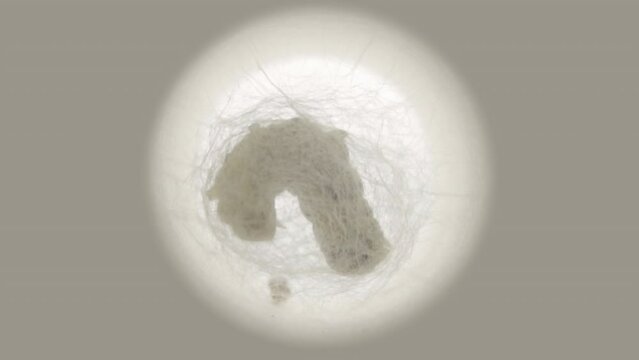 Time lapse silkworm 04 : x24 high-speed , Time lapse of silkworm making cocoon.