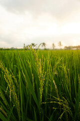 Obraz premium View of rice fields in a village in the morning.