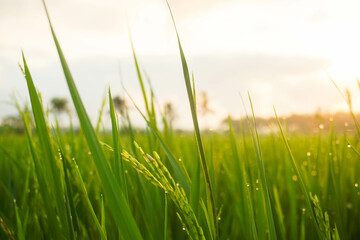 View of rice fields in a village in the morning.