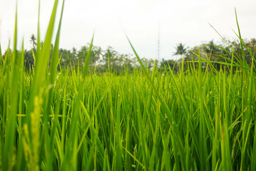 Paddy plants and dew in the morning.