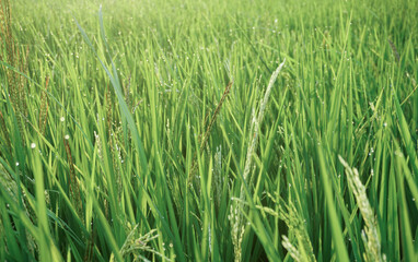 Paddy plants and dew in the morning.