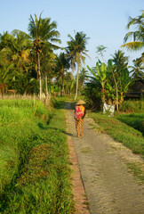 Farmers are walking to work towards the rice fields.