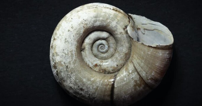 Spinning snail gastropod shell macro