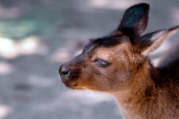 Kangaroo Island Kangaroo