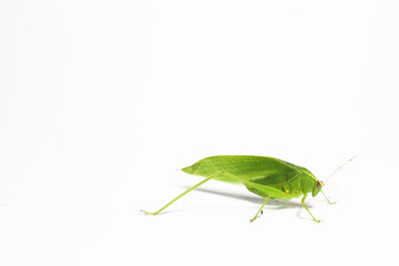 green grasshopper on white background.