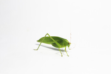 green grasshopper on white background.