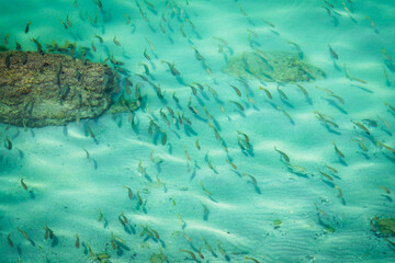 Fish swim in clear turquoise water in persian gulf, middle east