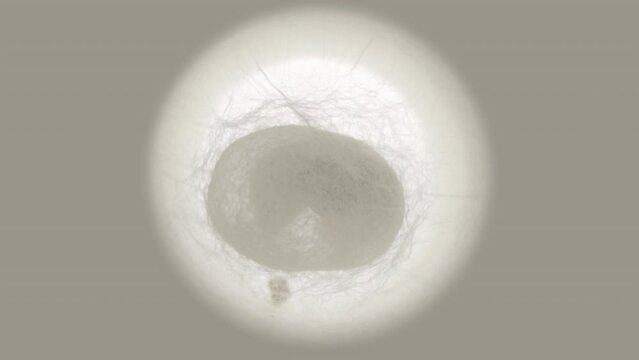 Time lapse silkworm 06 : x24 high-speed , Time lapse of silkworm making cocoon.
