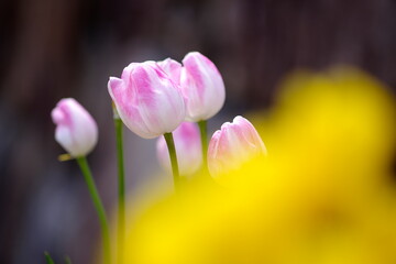 アイスチューリップ