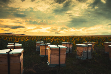 Panorama of beehives in corner of sunflower field