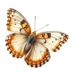 butterfly on a white background, transparent png