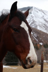 Fototapeta premium portrait of a horse