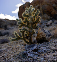 Cholla Cactus In Joshua Tree National Park