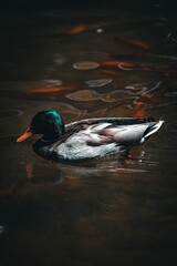 Duck and Gold fishes in NYC