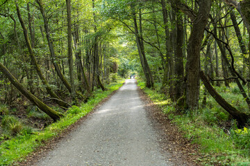 Fototapeta premium Darßer Urwald im Nationalparks Vorpommersche Boddenlandschaft