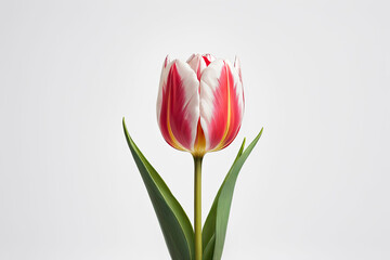 A stem red tulip on white background