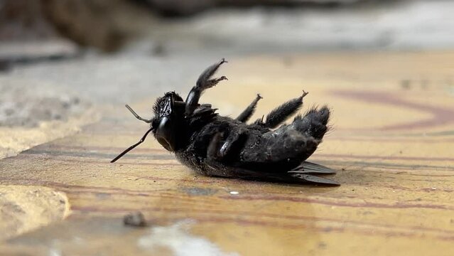 black insect lying on its back a bout to die
