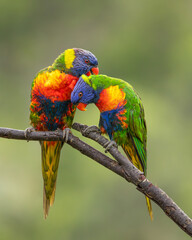 A pair of colorful rainbow lorikeets cuddled up cutely on a branch and preening each others...