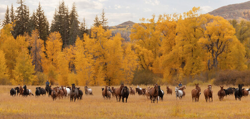 Colorado Outfitter horse and mule herd in the fall autumn