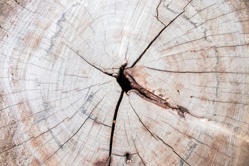 background texture nature wooden cut hardwood forest 