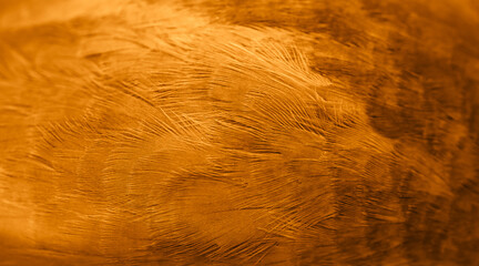 orange feather pigeon macro photo. texture or background