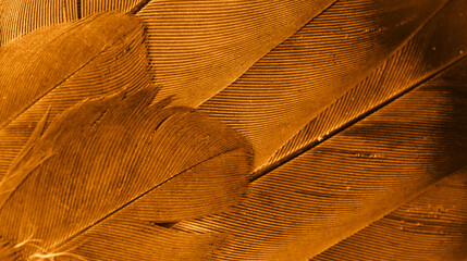 orange feather pigeon macro photo. texture or background