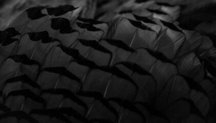 black feathers with an interesting pattern. background