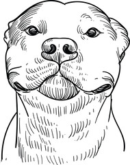 Vintage hand drawn sketch of smile pitbull dog