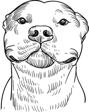Vintage hand drawn sketch of smile pitbull dog