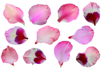 Pink gladiolus petals are isolated on a transparent background, Top view, flat lay,