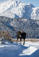 Moose standing in sage brush with Grand Tetons in background.